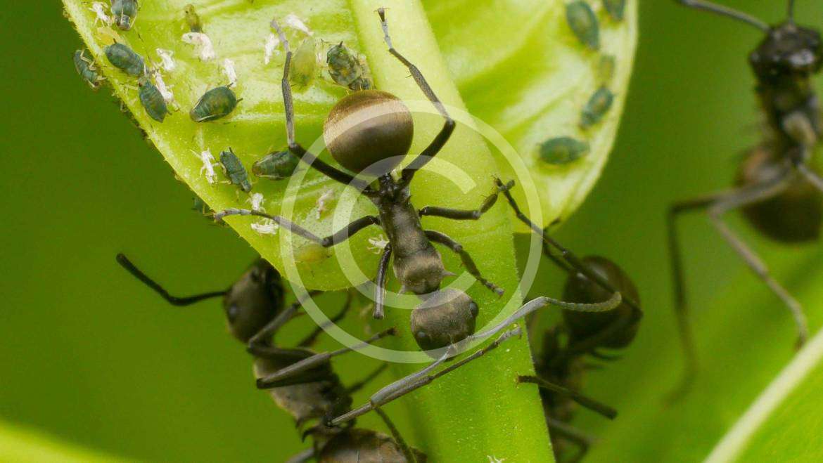Insect Control