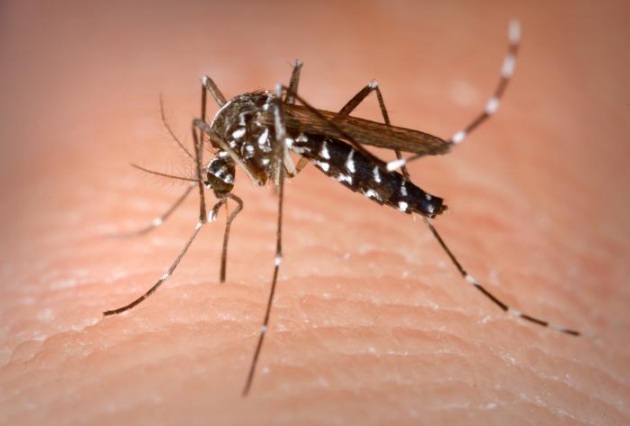 10 cose che forse non sai sulle zanzare