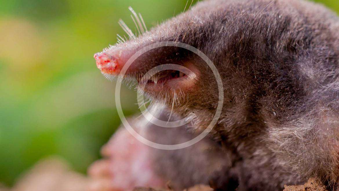 Mole Control